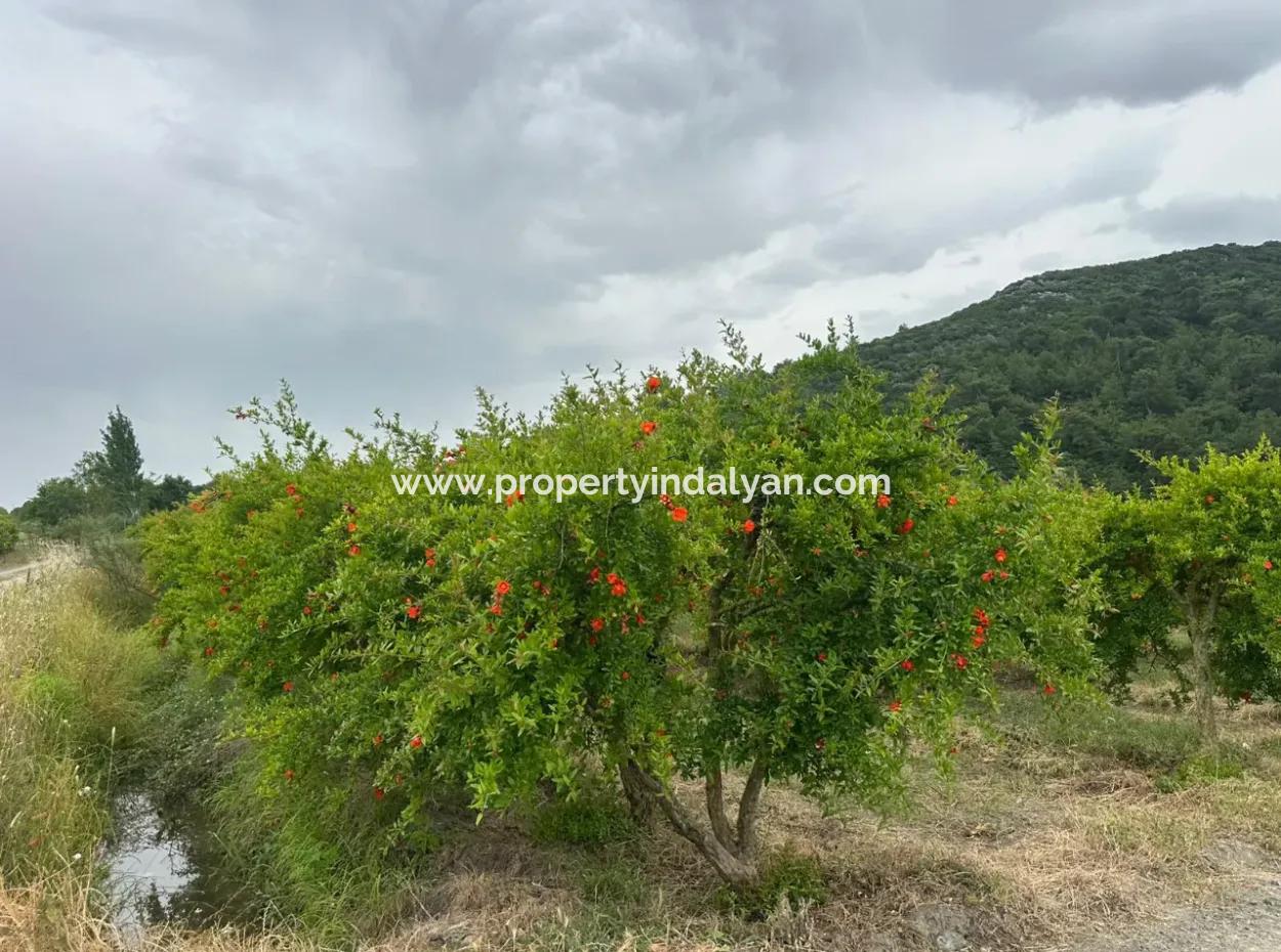 6 250 M2 Well-Kept Bargain Pomegranate Garden For Sale In Dalyan, Muğla