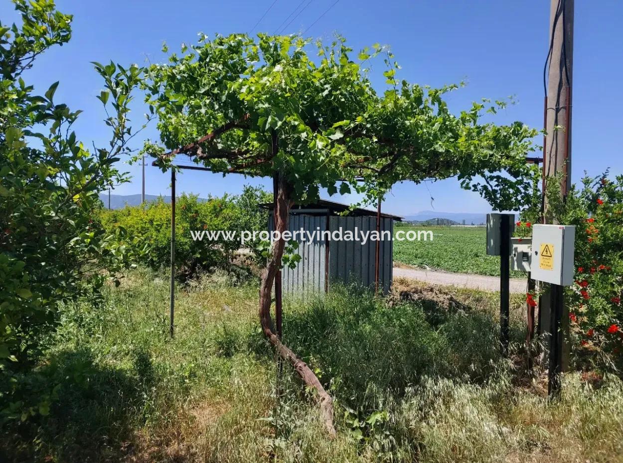 9.000 M2 Pomegranate Garden For Sale In Muğla Ortaca Eskiköy