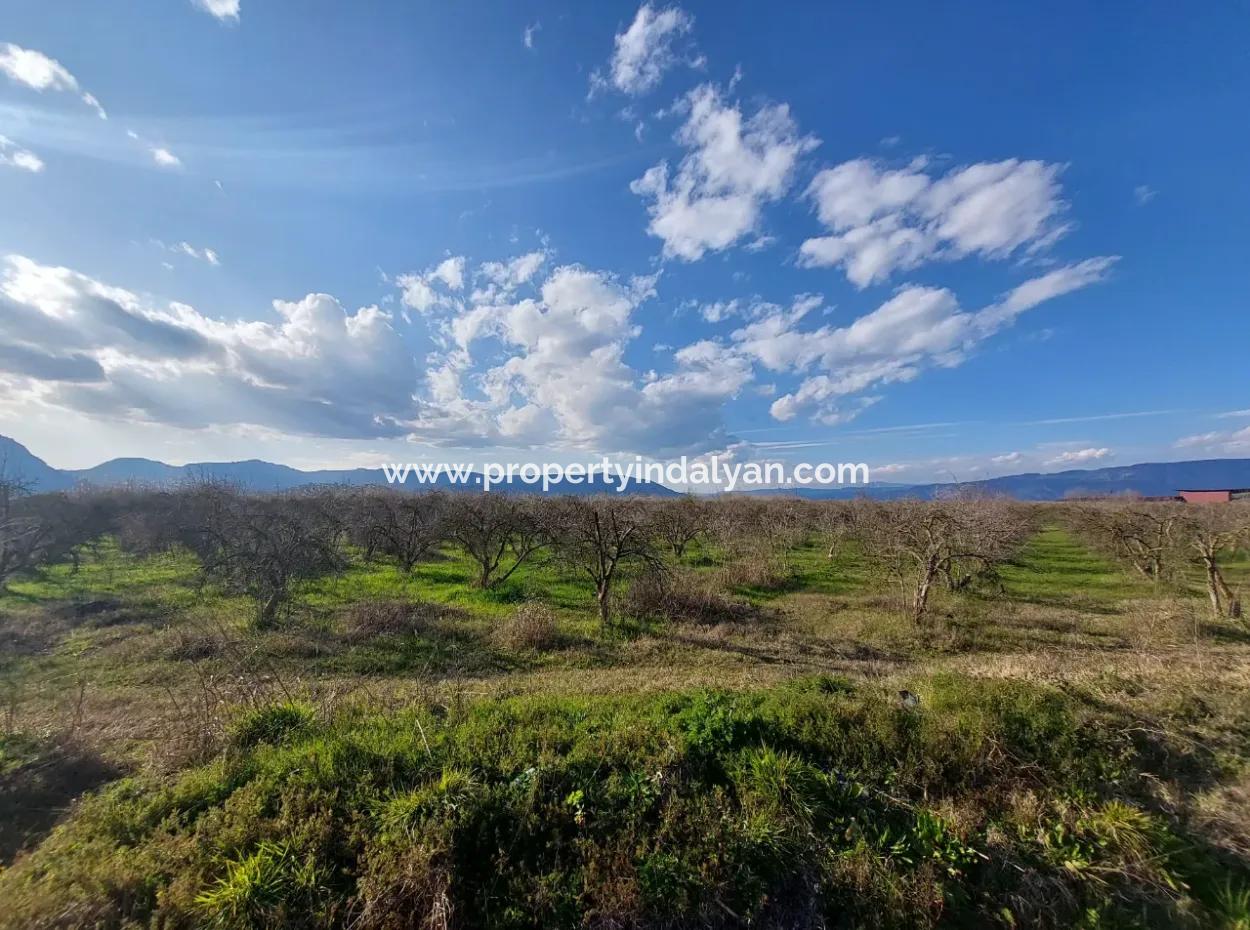 24.800 M2 Investment And Pomegranate Garden Suitable For Agricultural Loan For Sale In Ortaca Tepearası
