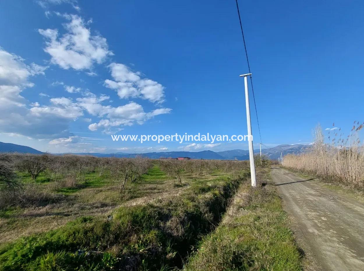 24.800 M2 Investment And Pomegranate Garden Suitable For Agricultural Loan For Sale In Ortaca Tepearası