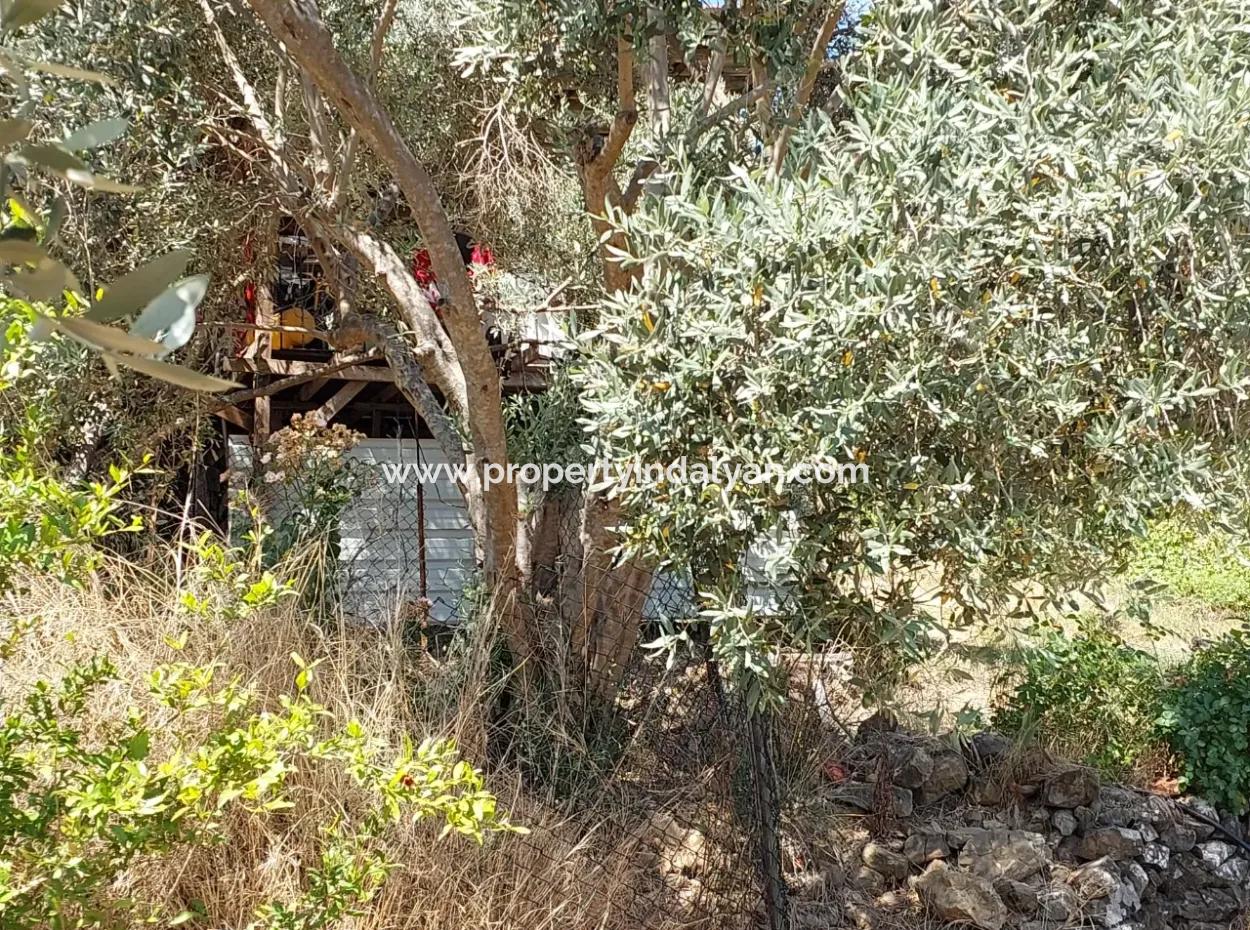 For Sale With A Numbered Building On 2.500M2 Treasury Land In Ortaca Eskiköy