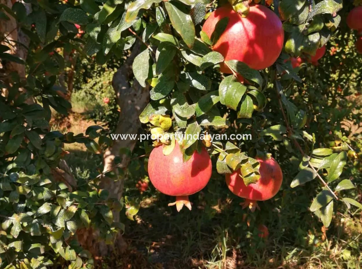 48 Acres Of Pomegranate Fields For Sale In Ortaca Eskiköy