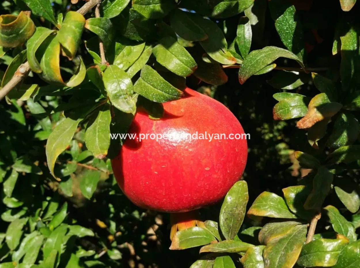 48 Acres Of Pomegranate Fields For Sale In Ortaca Eskiköy