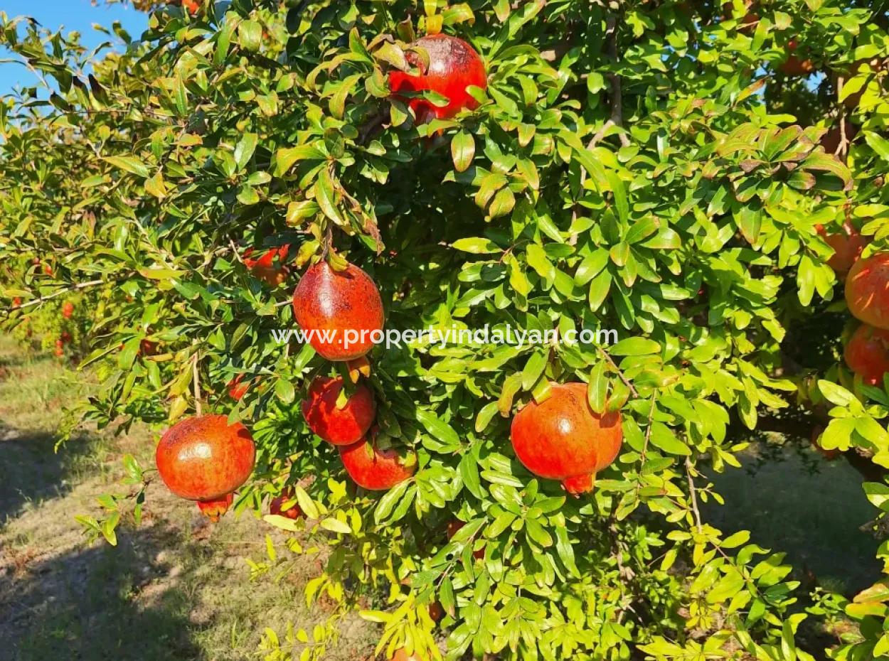 48 Acres Of Pomegranate Fields For Sale In Ortaca Eskiköy