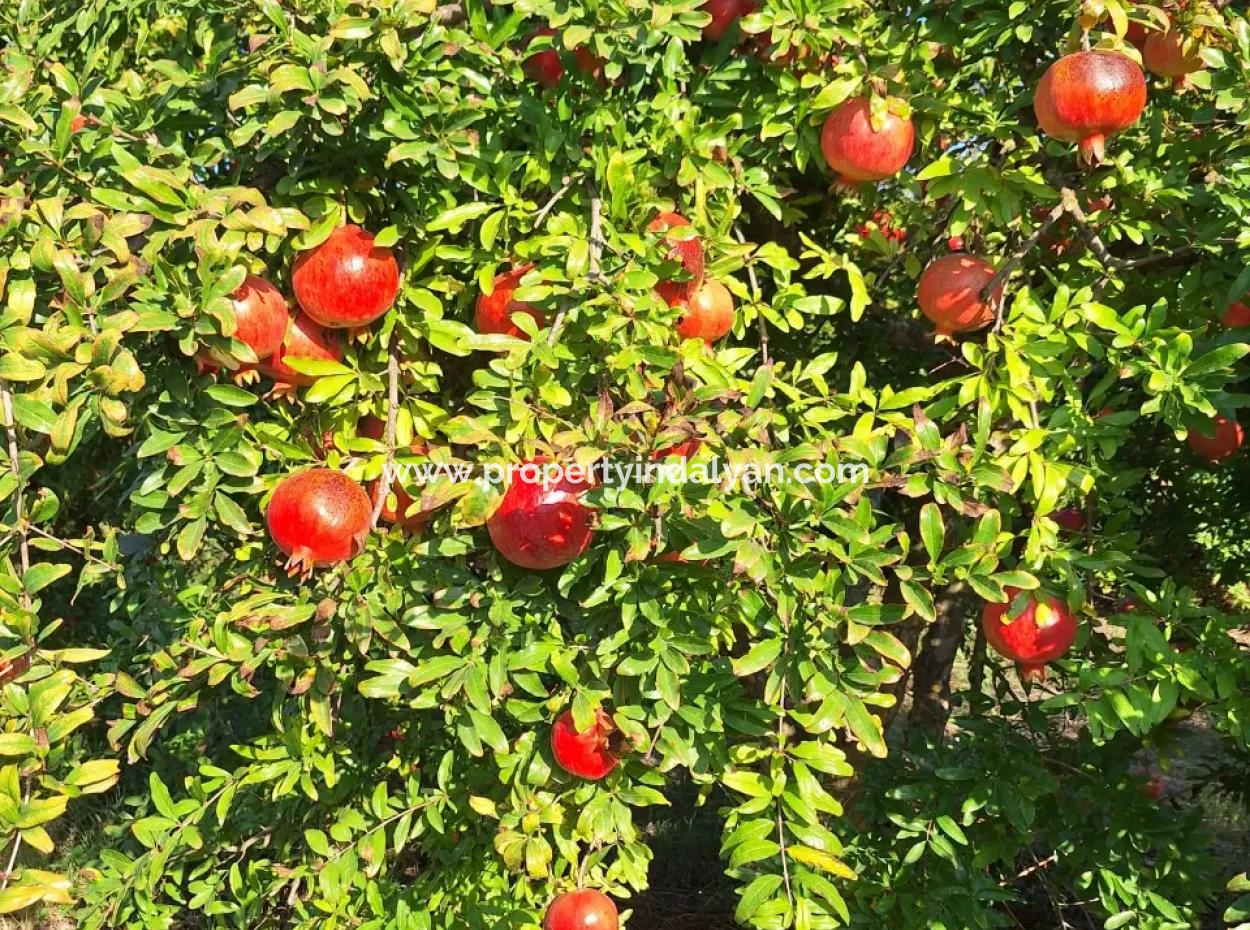 48 Acres Of Pomegranate Fields For Sale In Ortaca Eskiköy