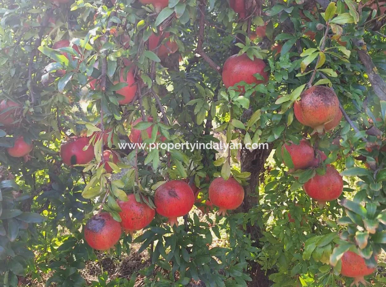48 Acres Of Pomegranate Fields For Sale In Ortaca Eskiköy
