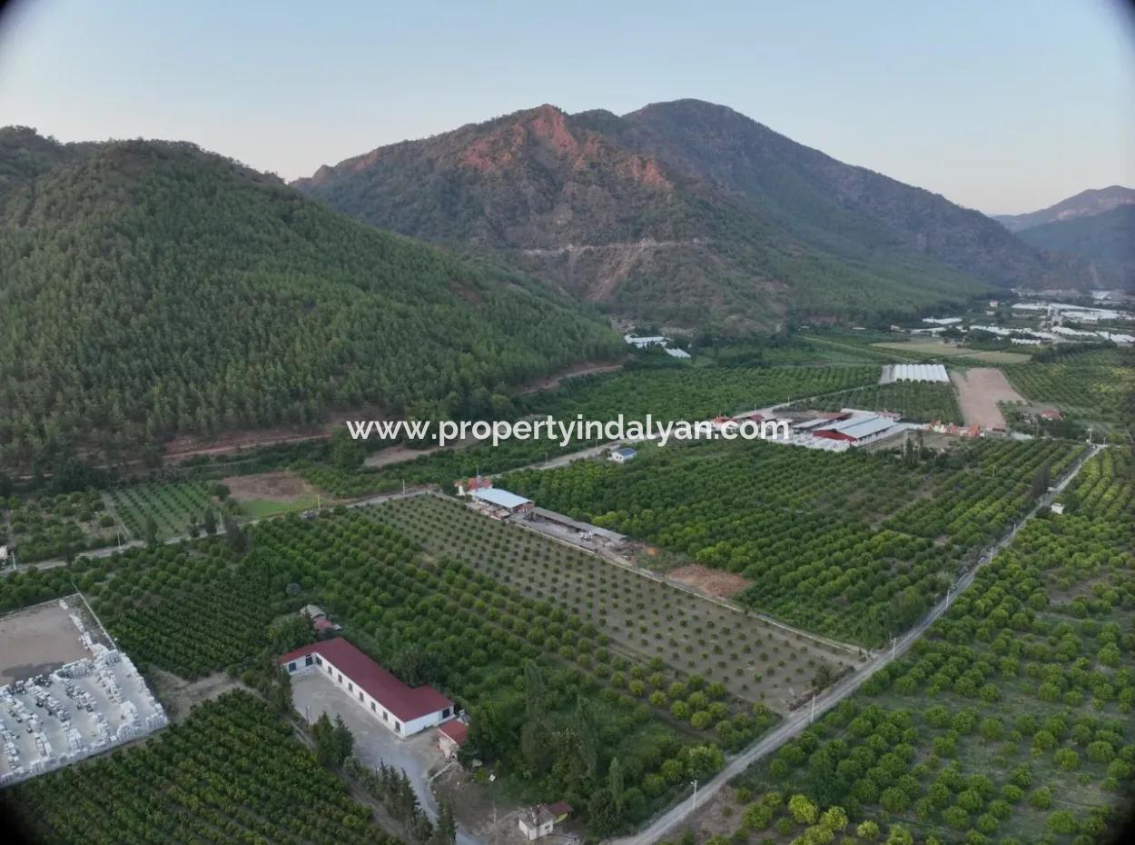 Detached 5.000 M² Lemon Garden With 150 M² Construction Rights In Ortaca Çaylı For Sale Or Exchange
