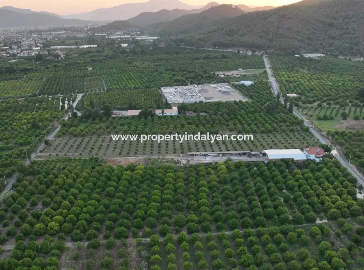 Detached 5.000 M² Lemon Garden With 150 M² Construction Rights In Ortaca Çaylı For Sale Or Exchange