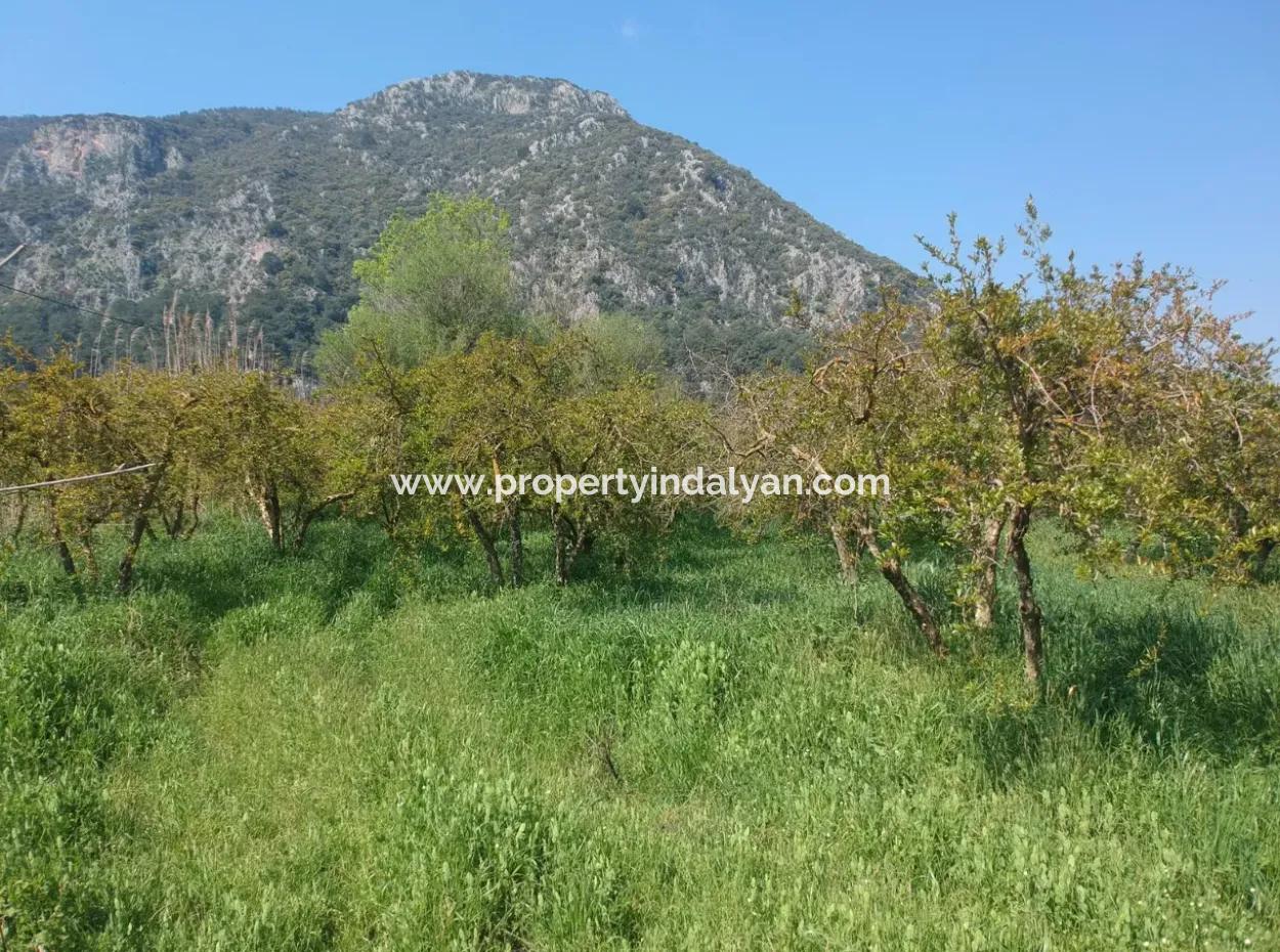 Ortaca Mergenlide 7989 M2 150 M2 Construction Permitted Pomegranate Field For Sale
