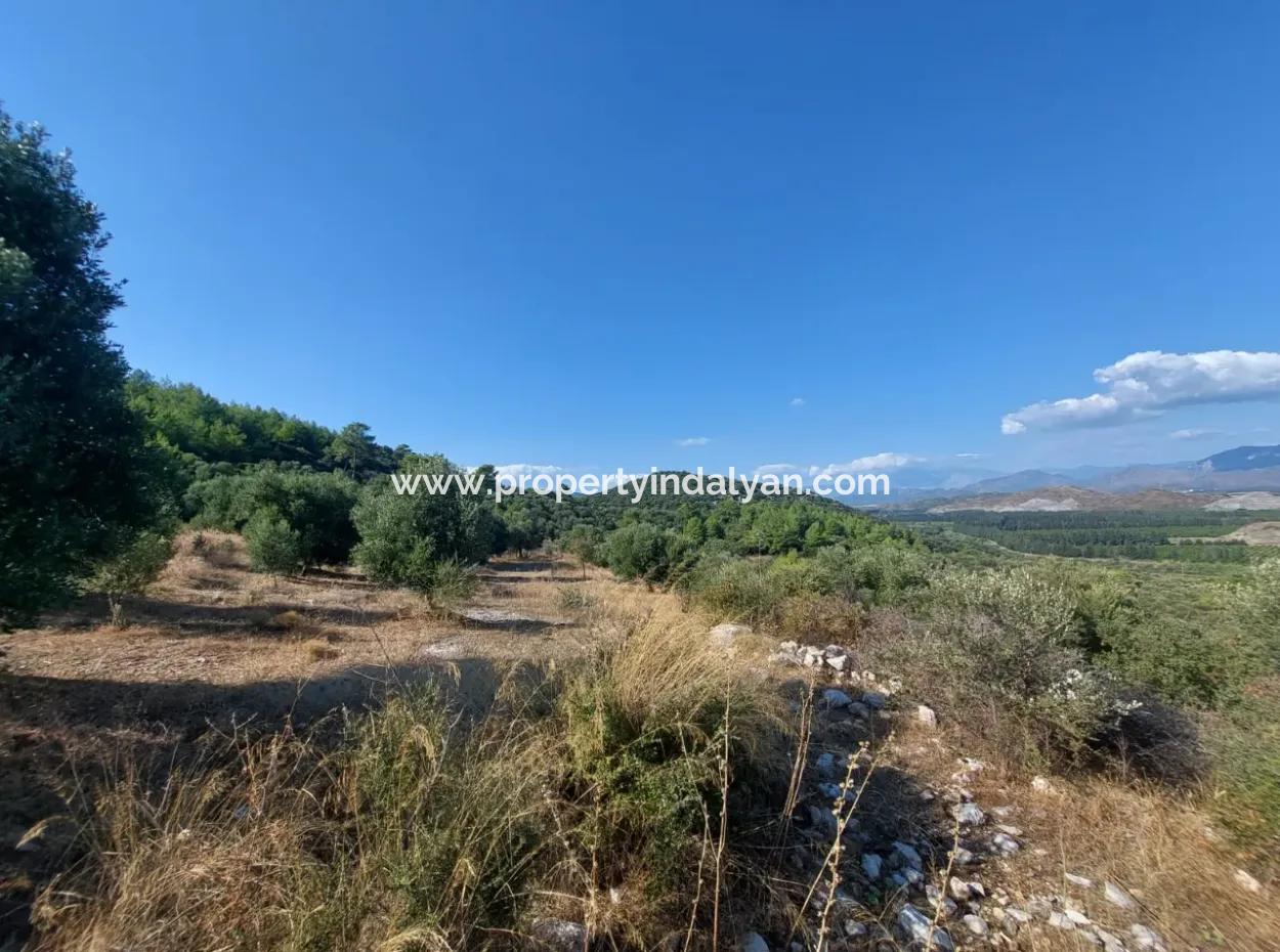 Ortaca Fevziye Sea And Nature View Bargain Detached Olive Grove For Sale