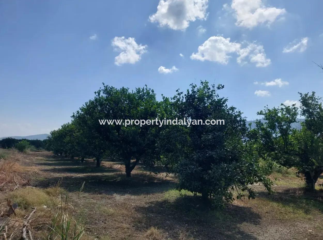 On The Border Of Muğla Okçular Dalyan, 500 M2 Cooperative Land Is For Sale At An Urgent Bargain Price