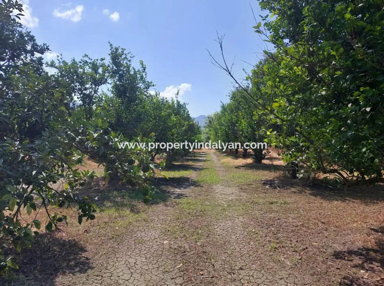 250 M2 Cooperative Land On The Border Of Muğla Okçular Dalyan Is For Sale At An Urgent Bargain Price