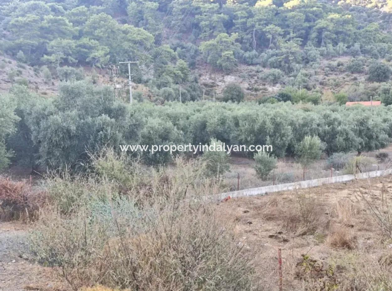 Muğla Köyceğiz Çandır Mah.4 250 M2 Olive Grove For Sale