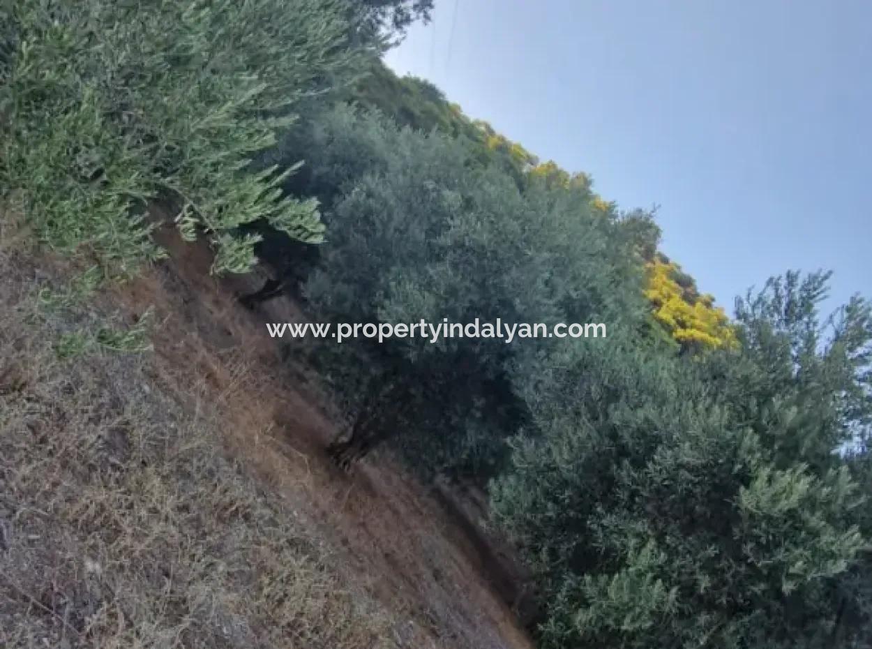 Muğla Köyceğiz Çandır Mah.4 250 M2 Olive Grove For Sale