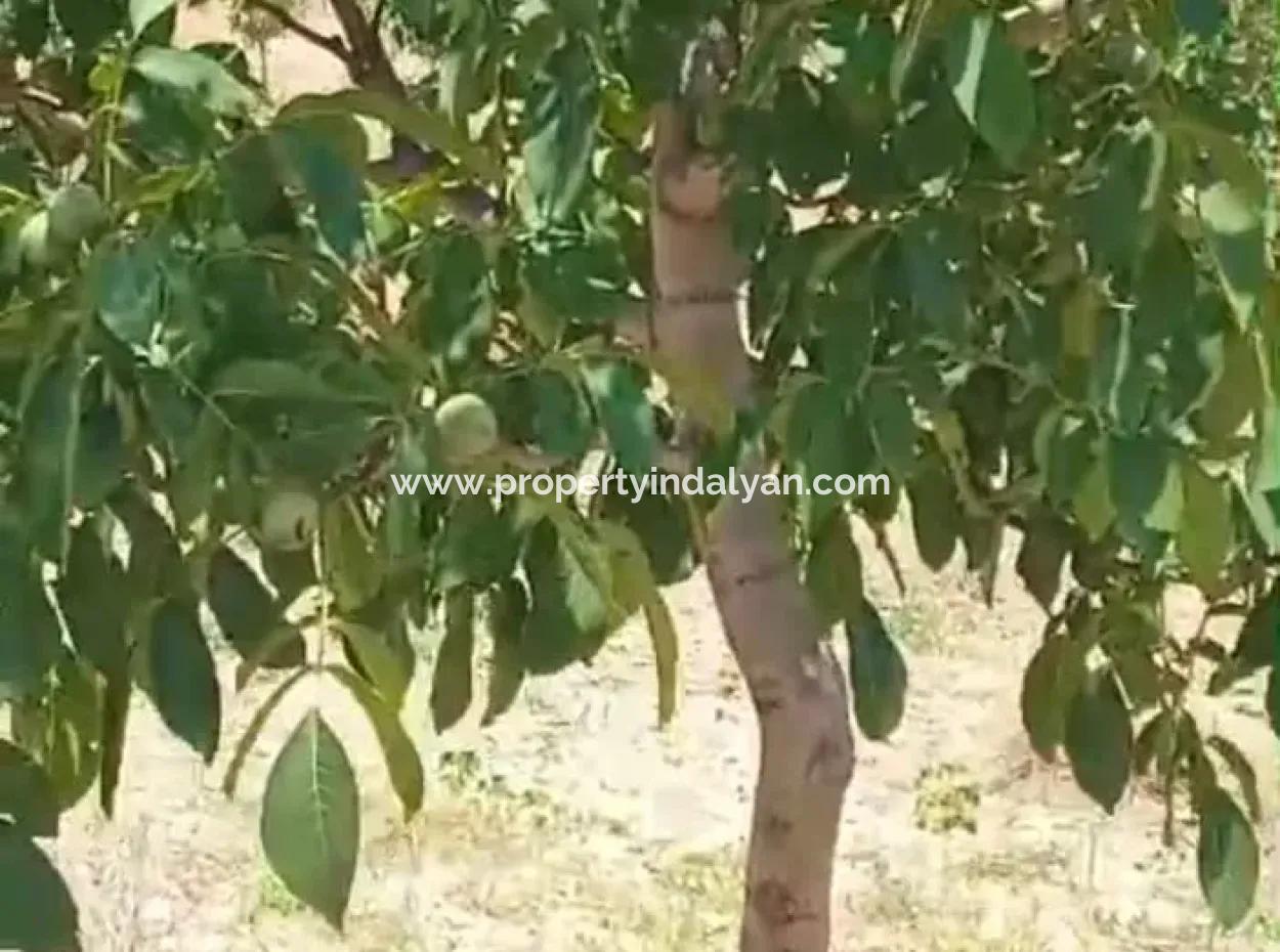 37.000 M2 Walnut Orchard In Denizli Tavas Ulukent For Sale