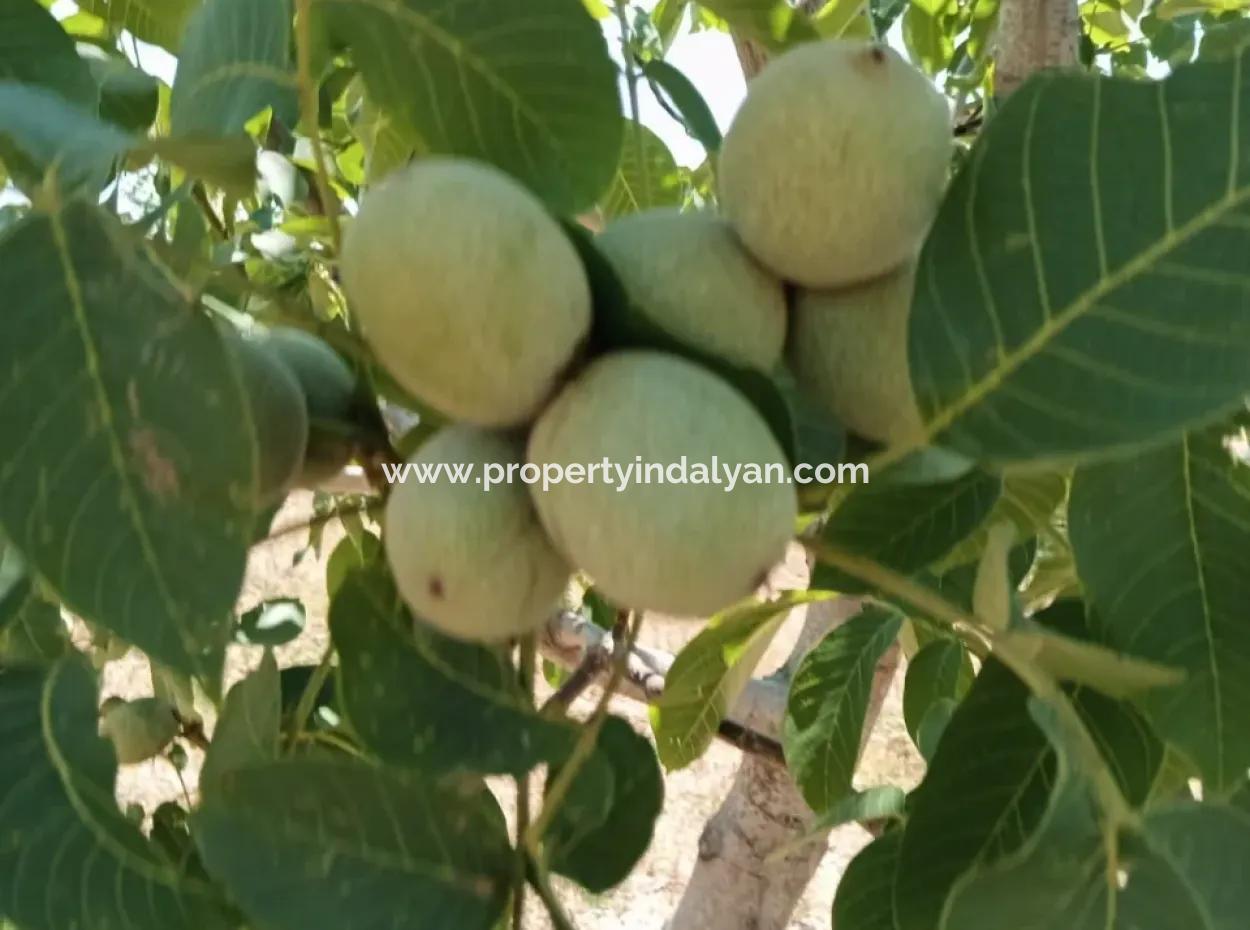 37.000 M2 Walnut Orchard In Denizli Tavas Ulukent For Sale