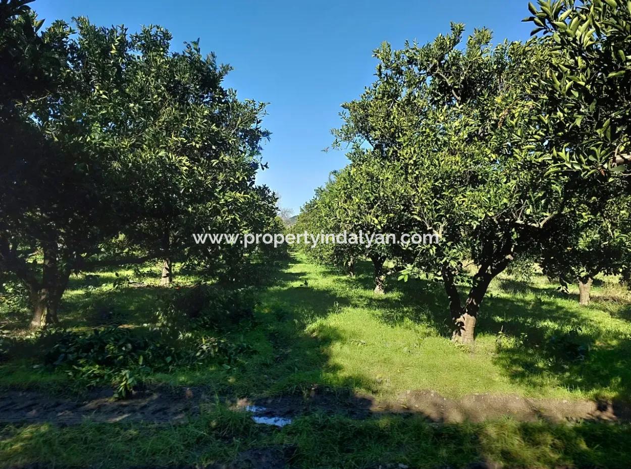 In Ortaca Okçular, A 1000 M2 Detached Land Is For Sale With 250 M2 Construction Rights Or Exchanged For 2-3 Flats From Ortaca