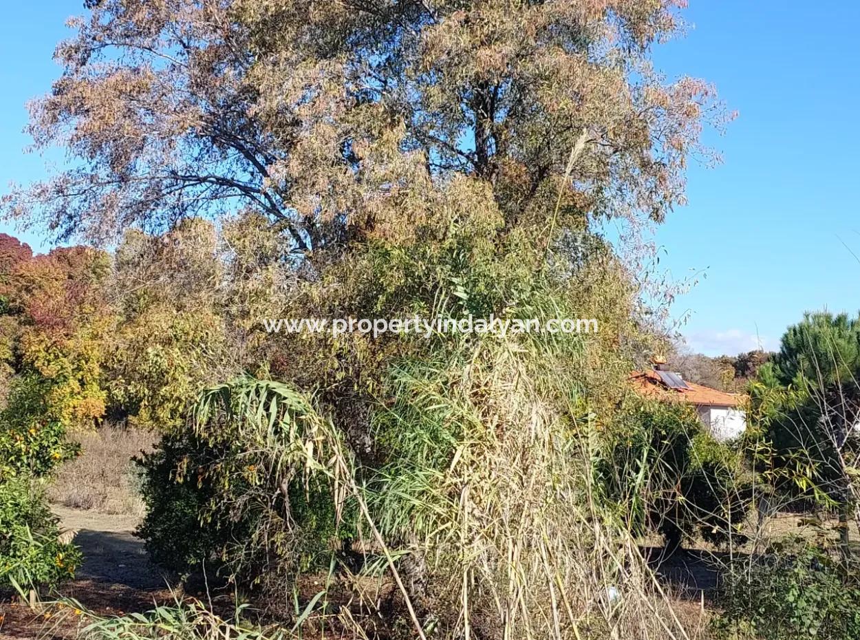 Bargain Suitable For Investment In Muğla Dalyan 4 000 M2 Land By The Forest Is For Sale