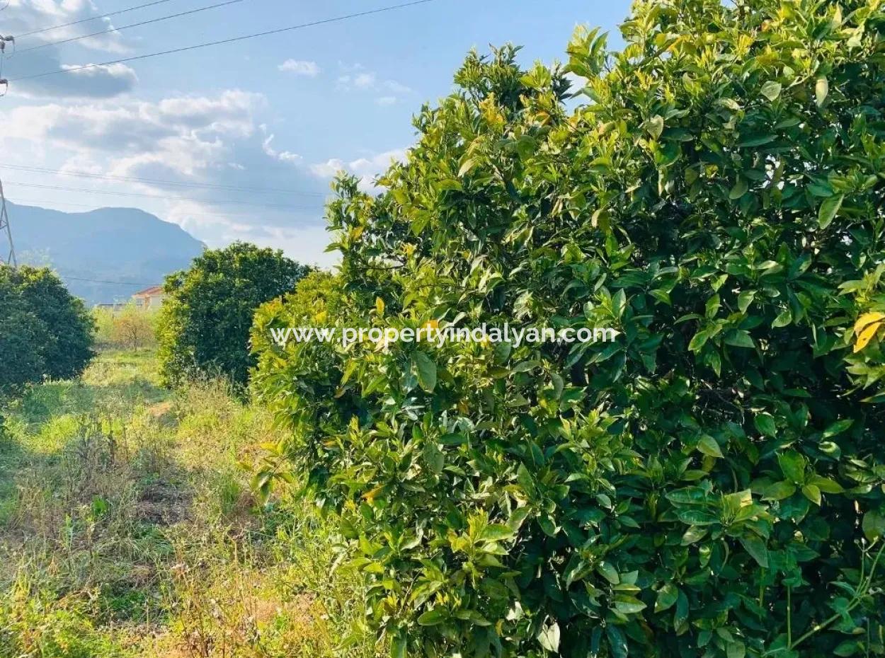 830 M2 Plot For Sale Bargain In Dalyan