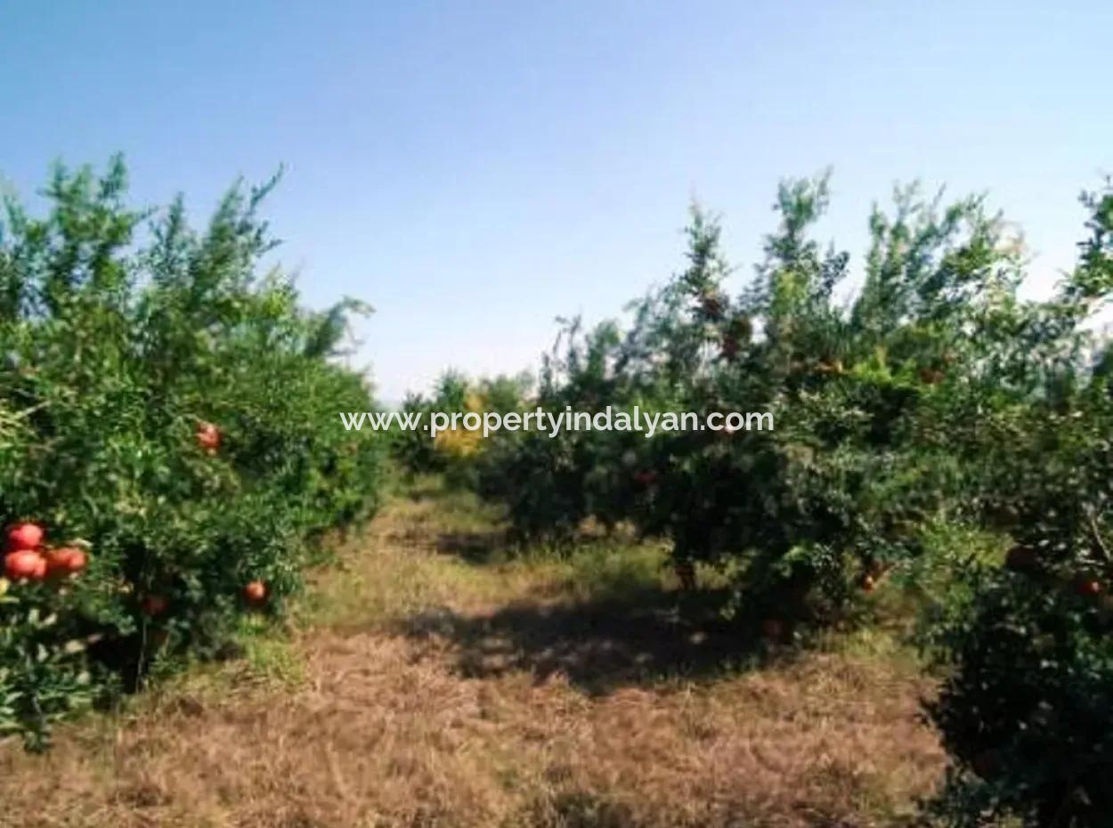 Eskikoy For Sale Bargain Ortaca In The Pomegranate Gardens