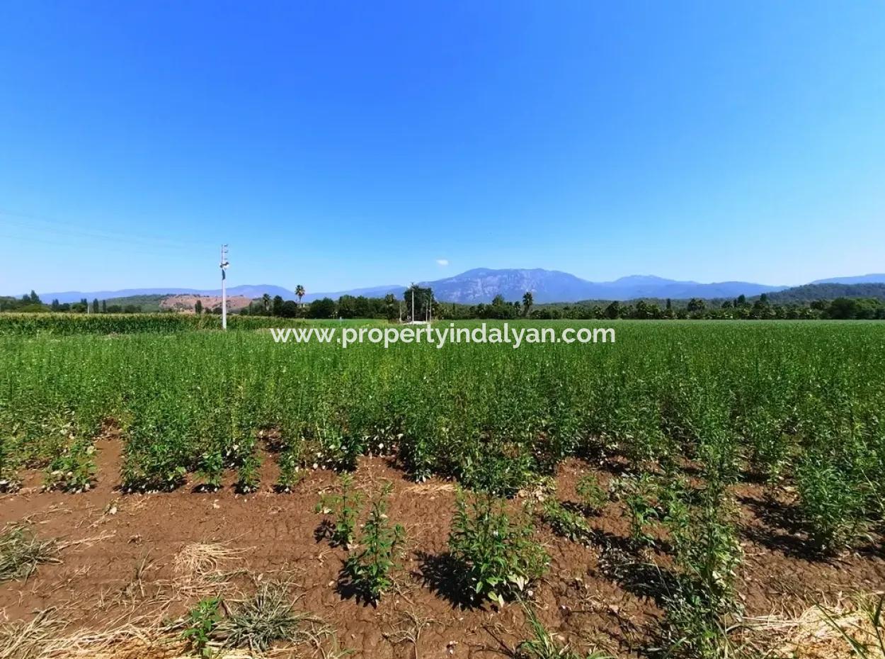 Efficient Field For Sale In Koycegiz