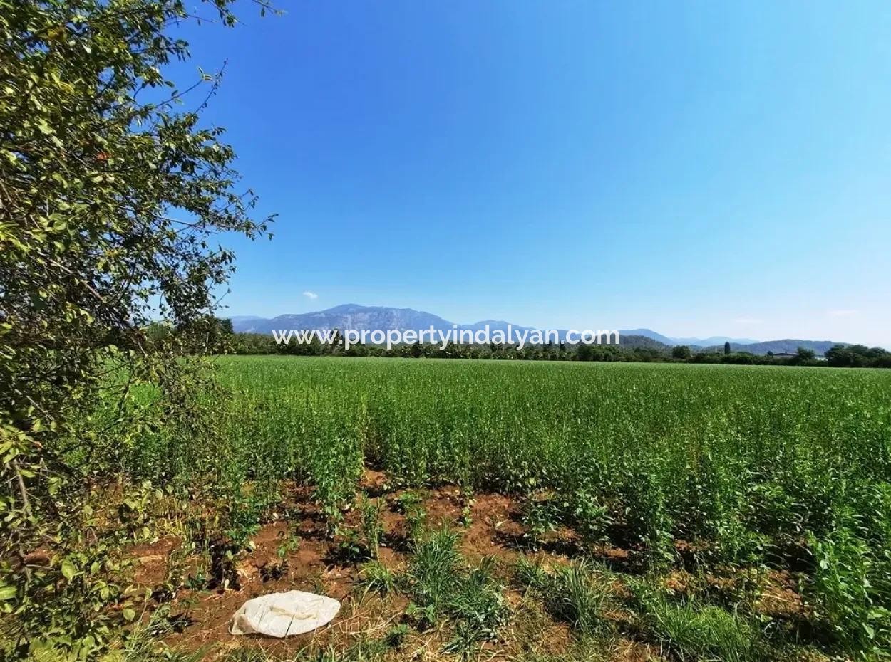 Efficient Field For Sale In Koycegiz