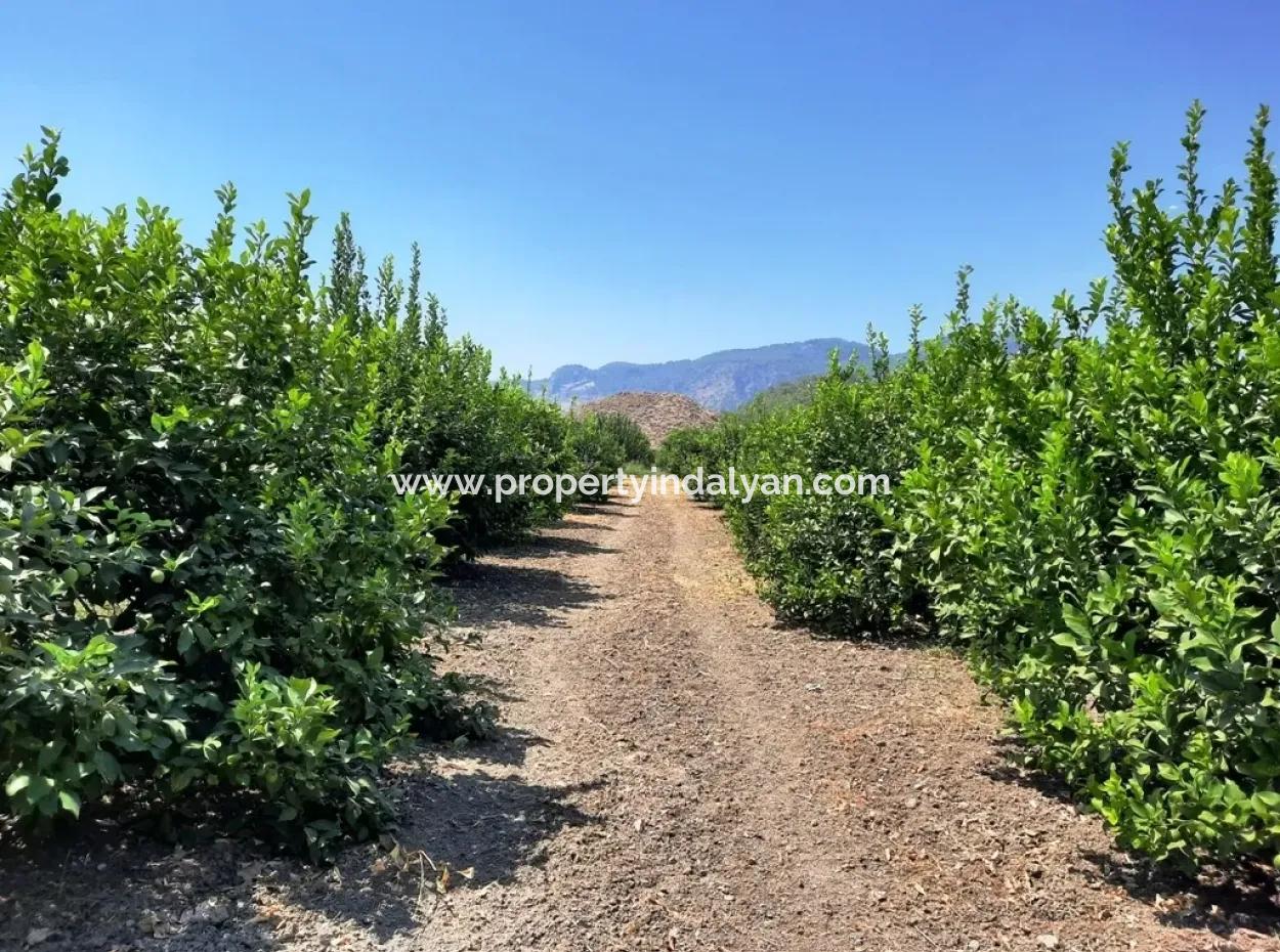 2 Storey Detached House For Sale In Oriya Dalakli