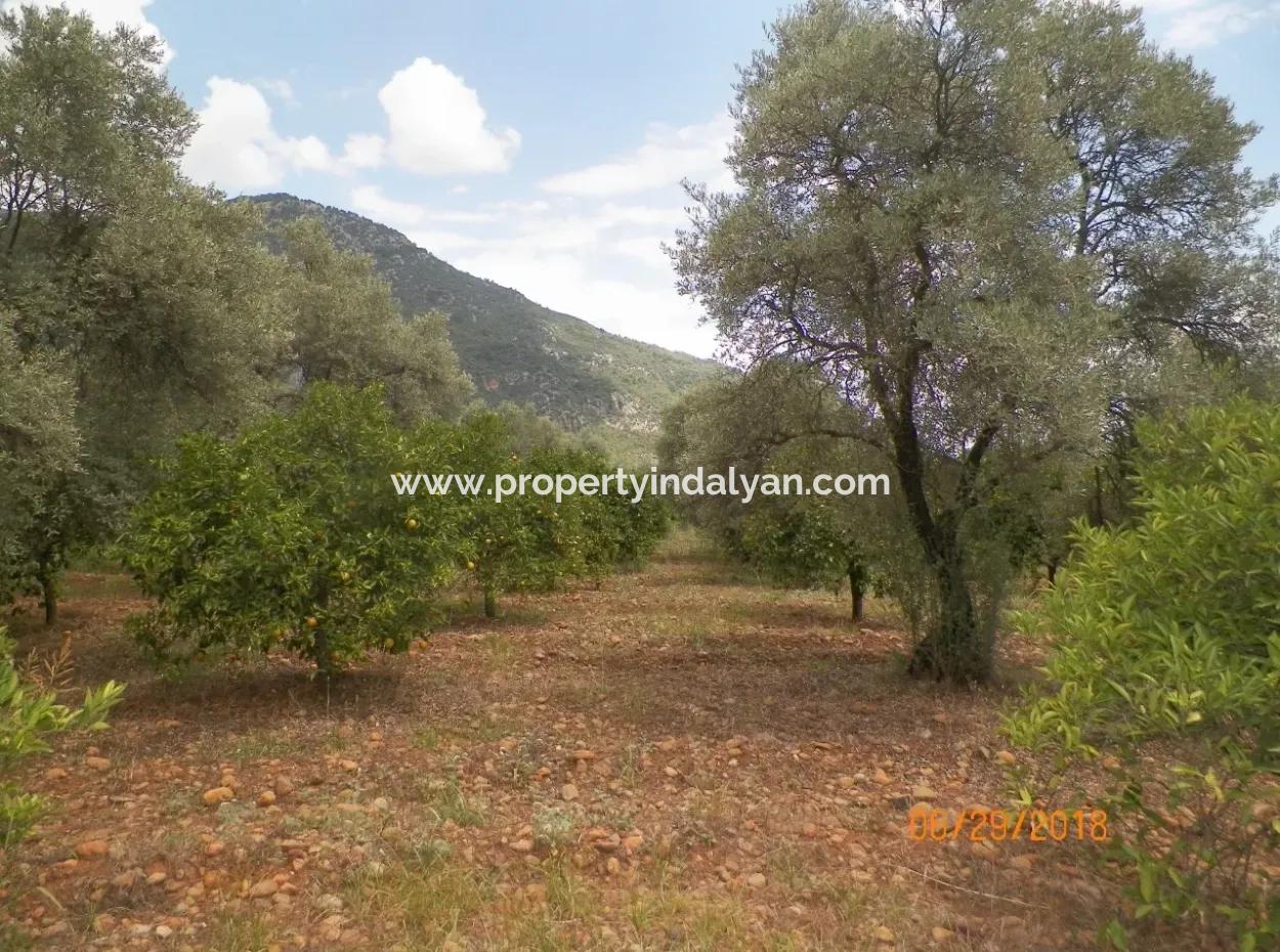 Köycegiz Yangıda 9406 M2 Efficient Field For Sale