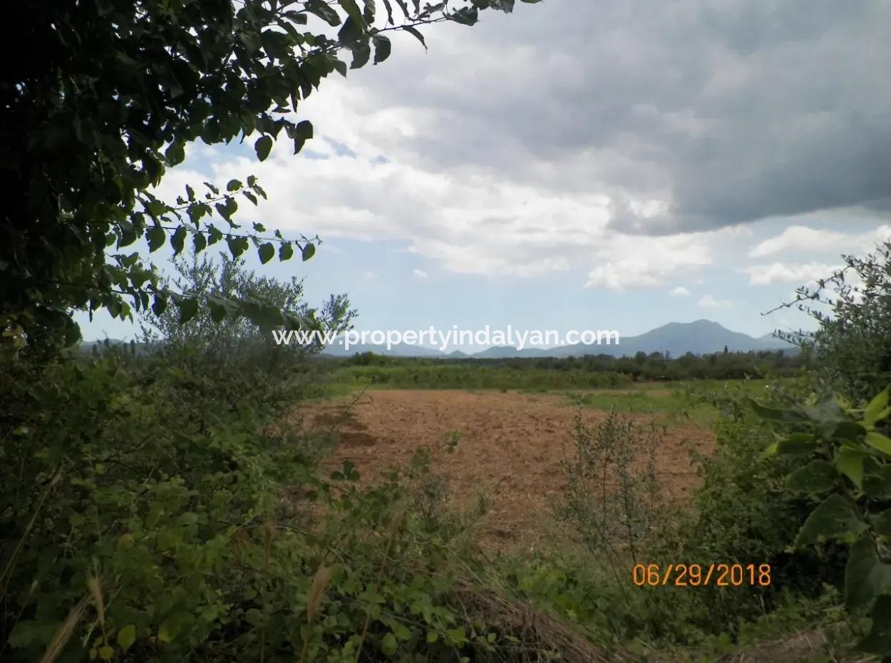 Köycegiz Yangıda 9406 M2 Efficient Field For Sale