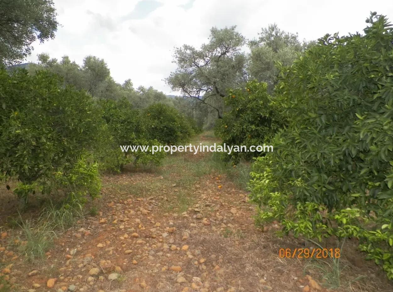 Köycegiz Yangıda 9406 M2 Efficient Field For Sale