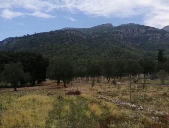 2788 M2 Field With Lake View For Sale In Mugla Köyceğiz Zeytinalanı