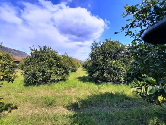 Ortaca Mergenlide 5134 M2 And Official 50 M2 Construction Permit Citrus Garden For Sale