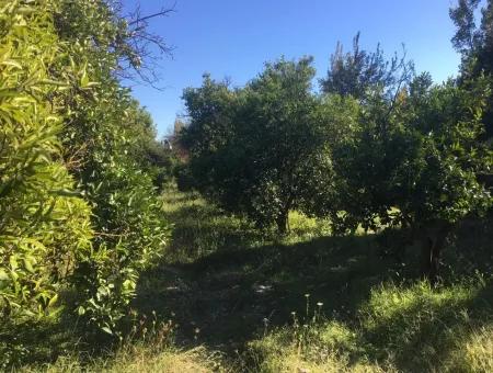 Land And Old Village House For Sale In Köyceeğiz Fire