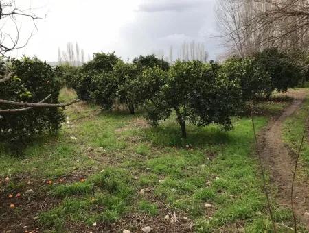 Beyoba 19570 M2 Of Fertile Land For Sale In Koycegiz