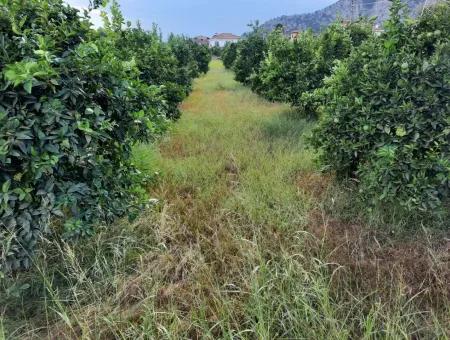 Mugla Dalyan Bargain Zoning Land For Sale