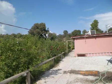 12 000 M2 Farm For Sale Certified Organic Agriculture Oriya Eskiköy