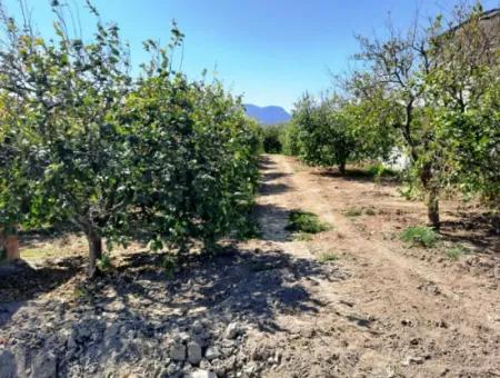 530 M2 Zoning Land For Sale In Mugla Ortaca Fevziye