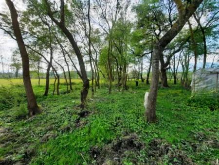 7668 M2 Bargain Land With Lake View For Sale In Köyceğiz Zeytinalani