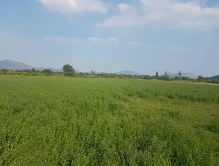 3700 M2 Fertile Field For Sale In Ortaca Fevziye