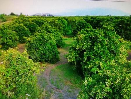 Citrus Garden For Sale In Köyceğiz Up Also, 29 000 M2