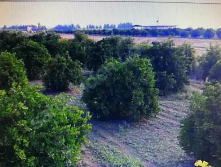 Citrus Garden For Sale In Köyceğiz Up Also, 29 000 M2