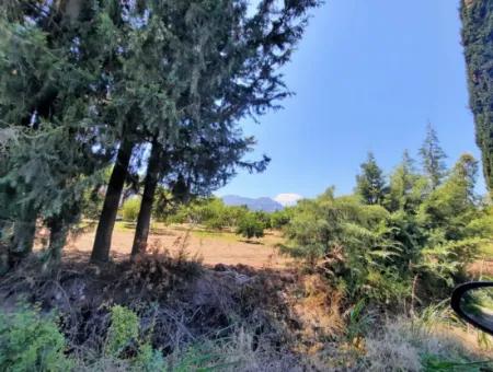 Citrus Garden Detached Land For Sale In Mugla Dalyan 3000 M2