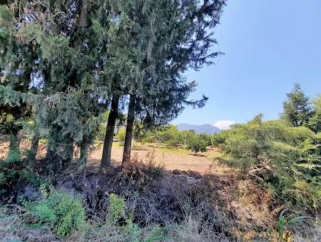 Citrus Garden Detached Land For Sale In Mugla Dalyan 3000 M2