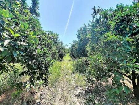 2650 M2 Detached Deed Citrus Orchard For Sale In Mugla Village