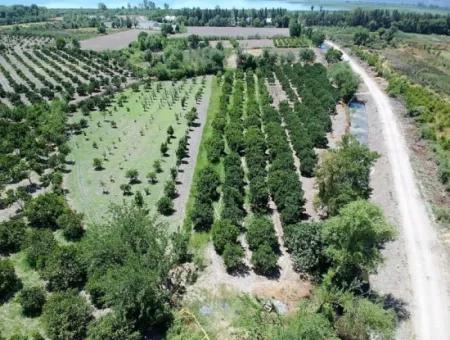 Detached Title Deed Close To The Lake In Köyceğiz 2 650 M2 Citrus Garden For Sale Or Exchange