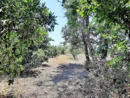 Detached Title Deed Close To The Lake In Köyceğiz 2 650 M2 Citrus Garden For Sale Or Exchange