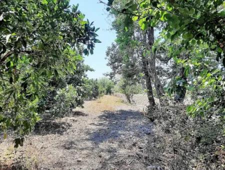 Köyceğizde Lake Close 2 650M2 Detached Land Deed Garden For Sale