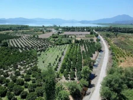 Detached Title Deed Close To The Lake In Köyceğiz 2 650 M2 Citrus Garden For Sale Or Exchange