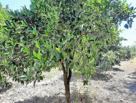 Detached Title Deed Close To The Lake In Köyceğiz 2 650 M2 Citrus Garden For Sale Or Exchange