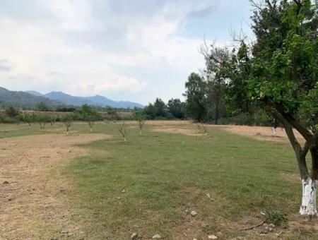 Tea Edge 10345 M2 Land And Detached House For Sale In Ortaca Çaylı Pine Forest